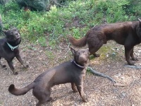 時が止まったのかと思うレベル！3匹の犬の完璧なる「待て」スタイル