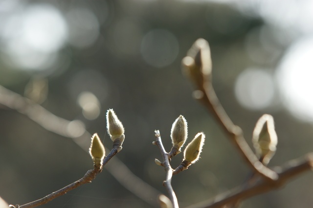 SONY DSC
