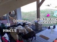 ボーダーコリーは集めたい！飼い主の留守中、玄関前に羊の群れを招集