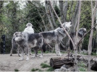 狼が及ぼす影響はこんなところにも。鹿と車の事故を減らしているという調査報告（アメリカ）