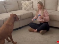 愛犬「ボール、ボール！早く投げて！」オモチャを投げてもらうのが待ちきれずに踊ってしまうラブラドール