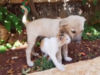 母を失った子犬、シリアのキャットマンに救われ、猫の聖地で幸せな生活を取り戻す