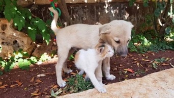 母を失った子犬、シリアのキャットマンに救われ、猫の聖地で幸せな生活を取り戻す