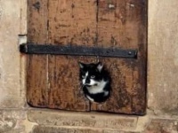 エクセター大聖堂の扉には猫が出入りするためのドアが古くから設置されていた