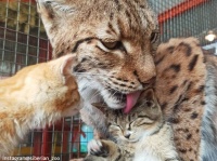 動物園の前に捨てられた3匹の子猫を我が子同然にかわいがったのはオオヤマネコだった