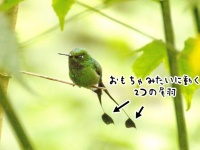ゼンマイ仕掛けかな？2つの尾羽の動きがかわいいラケットハチドリ