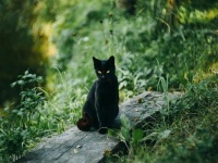 飼い主が危ないニャ！大声で鳴き続け、居場所を知らせた猫のおかげで無事救助される