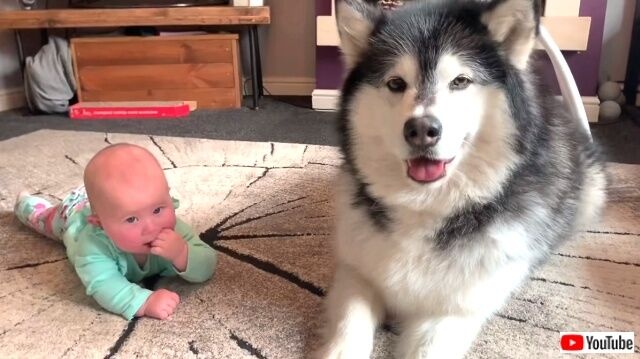 babygivespaw5_640