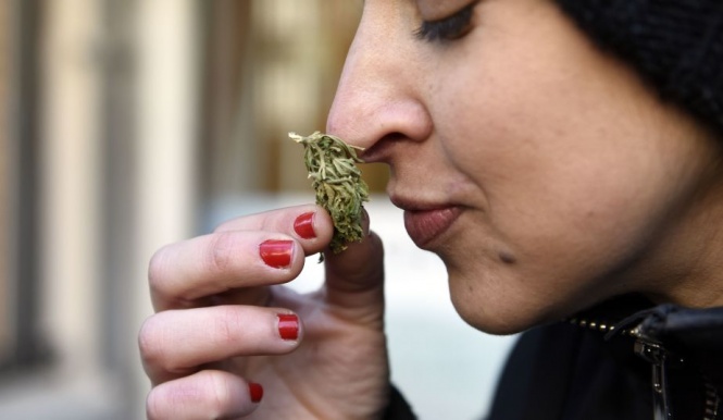 ウルグアイ　大麻