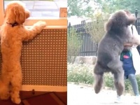 愛犬の「おかえりなさい！さびしかったよ！」飼い主との再会に大はしゃぎする犬たち