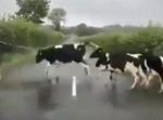 ちょっと不思議。道路の白いラインを飛んで避ける牛たち。