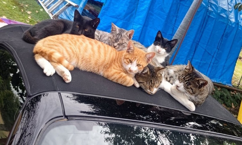 ポカポカあったかいのかな？　オープンカーの上に集合しちゃったニャンコたち「6匹乗ってもだいじょーぶ！」