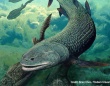 頭のてっぺんのあなで呼吸をしていた3億8000万年前の古代魚の化石を発見