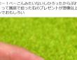 「これはベーコン」「思った以上にベーコン」　5歳男児が見つけた〝ベーコンみたいな石〟に12万人大興奮