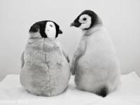 かわいい×かわいいで1.1万人もん絶　アドベンチャーワールドの赤ちゃんペンギン＆ぬいが最強すぎる