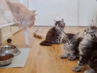 子猫ズ「伯父ちゃん、子守してくれないの？」メインクーンの子猫たち、バスター伯父ちゃんと初めて対面する