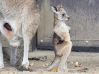 威厳がハンパない赤ちゃんカンガルー、激写される　これは将来有望ですわ