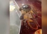 イヤだぁぁぁ！！　真っ赤な鍋に落ちまいと踏ん張るカニの姿が切ない…。