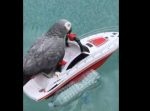 気持ちイイ〜！　ラジコンの船でクルージングを楽しむヨウム！