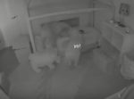 エサを食べたいがために、１歳３ヶ月の赤ちゃんを夜中に叩き起こすワンちゃん！