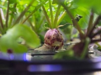 宇宙空間でもグングン育つよ。初の根菜、ラディッシュの成長記録を早回しで
