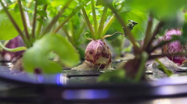 宇宙空間でもグングン育つよ。初の根菜、ラディッシュの成長記録を早回しで