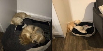 ずっと仲良しだった友が亡くなって1年経った今でも、相棒の為にベッドをあけて眠る犬（イギリス）