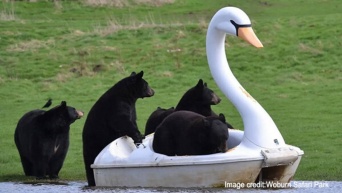 クマだってスワンボートで遊びたい！水たまりに置いたところ大人気に