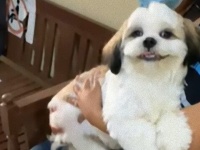出会いはいつも突然に。シーズーのラフィーさん、動物病院でかわいいあの子と出会って二ヤリ