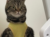 ムキムキフォルムの〝着衣にゃんこ〟に18万人驚がく　他の猫と何かが違う...