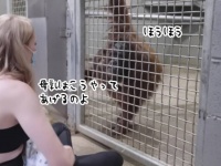 子育て法がわからなかったオランウータンのママ、飼育員から直接授乳のしかたを学ぶ