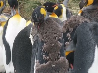 ロックだったり、シュールだったり。ペンギンたちの羽が生え変わる時期