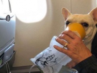 飛行機の搭乗客の命は皆同じ。機内で呼吸困難に陥った犬を救ってくれた客室乗務員のグッジョブ（アメリカ）