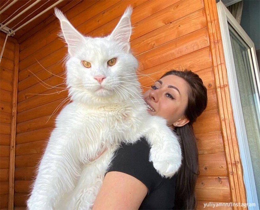 真っ白な巨大猫、ケフィアさんで2022年、寅年の幕開けだ