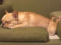 やらかしちゃってごめんなさい。思わず脱力するっきゃない犬の面白画像集