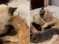 捨てられた2匹の母猫が保護されお互いの子供を一緒に育てあうやさしい世界