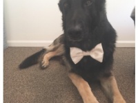 怖がられやすい愛犬をフレンドリーに見せるために飼い主が思い付いた方法とは？