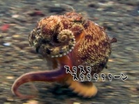 師走はタコも忙しい？水中を高速でスタスタ歩く