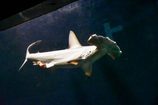 サメの体から何かが...（画像提供：夢海＠604魚種食べた人(＠YUMEUMI27)さん）