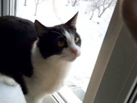 寒さを感じた時、猫はどう反応するのか？バンザイキャットのプジークさんの場合