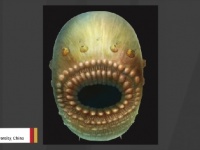 人類の最古の祖先の可能性があるという生き物の姿がこちら・・・