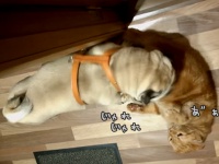 仕掛けてきたのは犬なのに...なぜか強制退場させられる猫