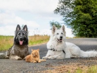 消防士に保護された子猫、飼い犬に囲まれ育ち犬化が加速（ベルギー）