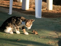 ネズミの大増殖を止めるため、猫1000匹以上が市内に放たれる（アメリカ・シカゴ）
