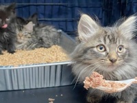 NYCの野良猫TNRミッション～ふわふわ毛玉な子猫たちに暖かいおうちを！
