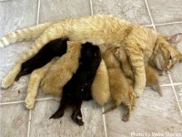 小さな毛玉の数は全部で9個！我が子以外の子猫も均等に愛情を注ぐスーパーママ