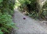 森の中にボールをぶら下げたら⇒羊が予想外の事を…