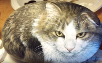 【びっくり！】ネコと思ったら石だった