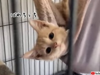 これはもう熱愛報道です！猫が密会現場を目撃される