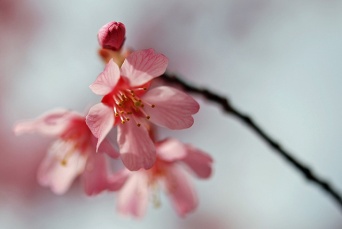 画像はイメージです（naitokzさん撮影、Flickrより）